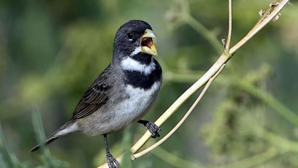 Pájaro. Fuente: Ebird