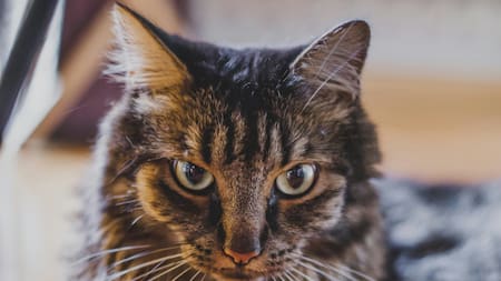 Ojos que lo ven todo: las cosas que solo son capaces de observar los gatos