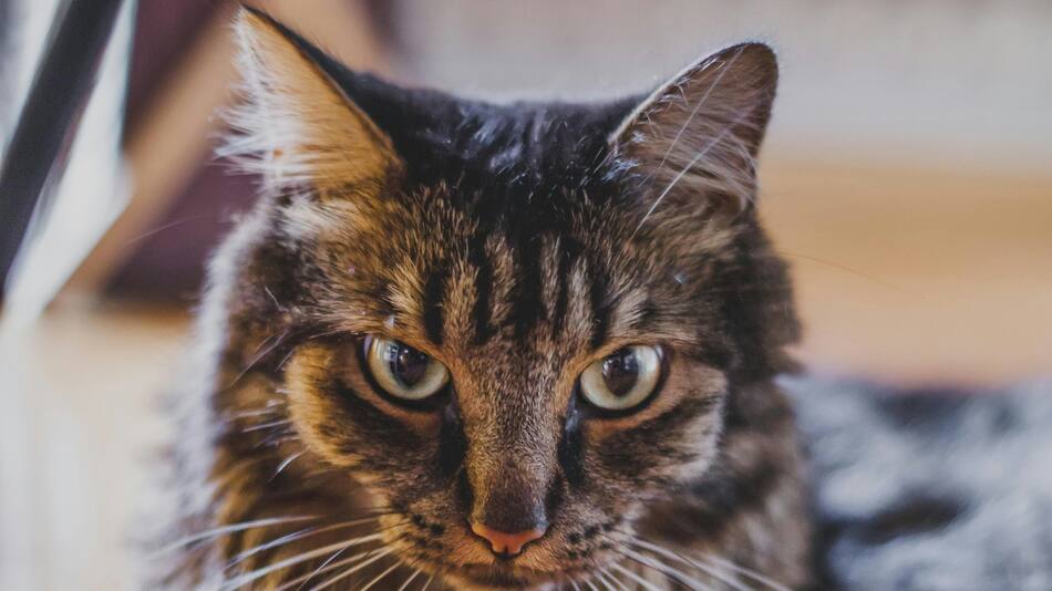 Gato; felino; mascota. Foto: Unsplash.