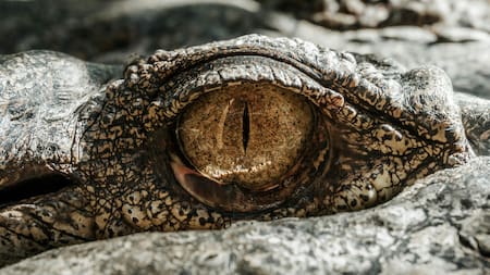 Un antepasado de los cocodrilos. Foto Unsplash.