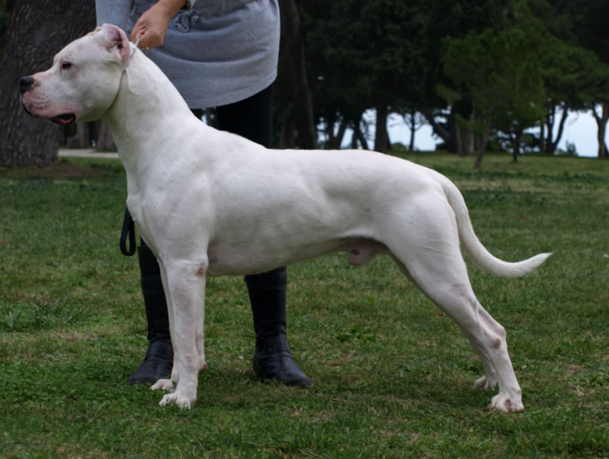 Una jubilada murió tras el ataque de un dogo argentino