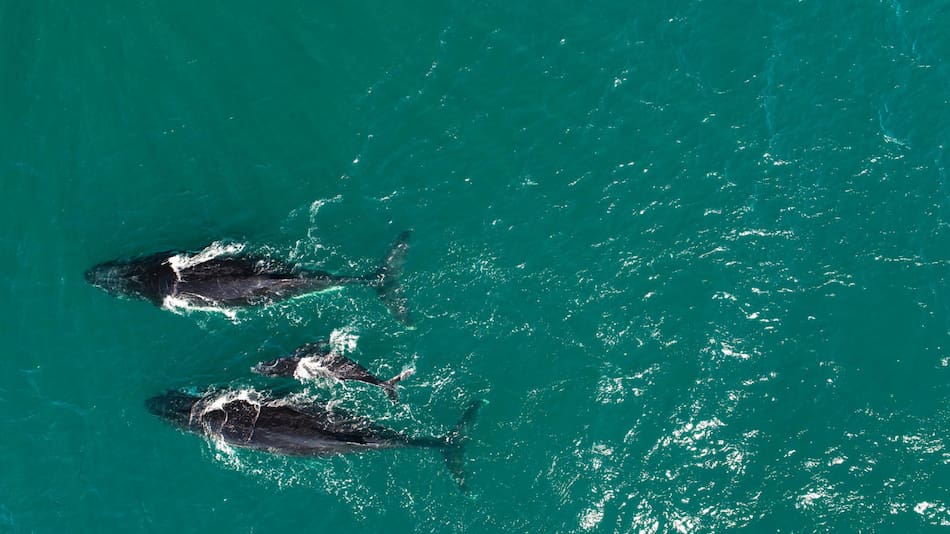 Ballenas. Foto: EFE.