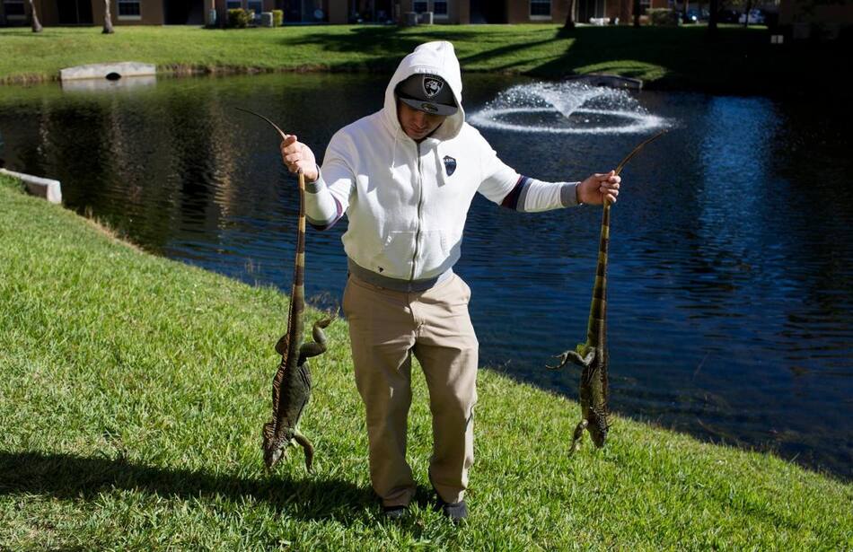 Iguanas congeladas en Florida - Reuters