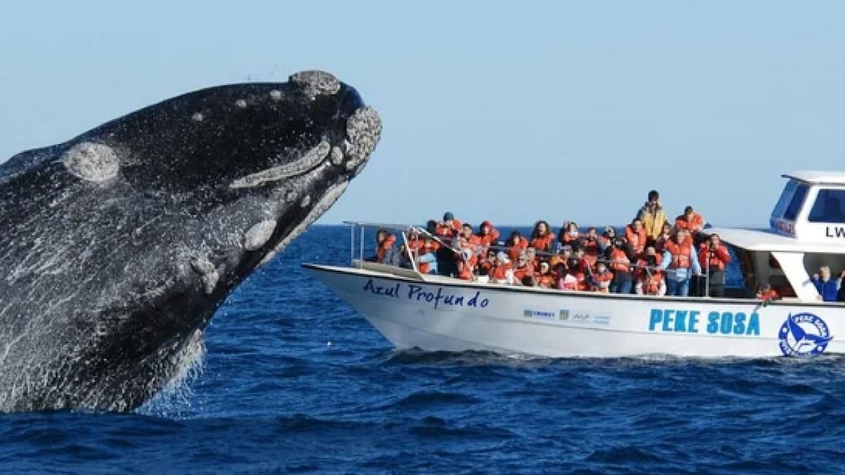 Empezó la temporada de ballenas. Foto NA.