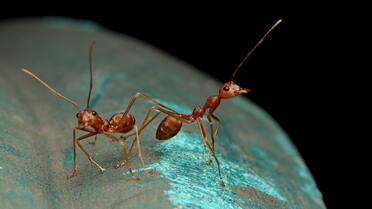 Alertan sobre un “apocalipsis de insectos”: el rol fundamental de los humanos y cuáles podrían ser sus consecuencias