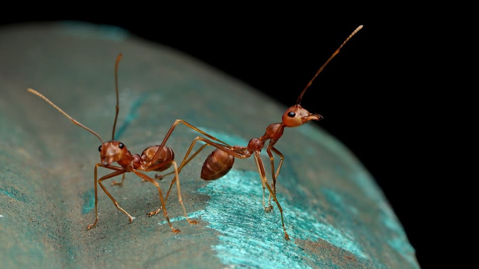 Hormiga. Foto: Freepik.