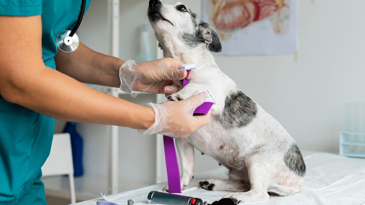 ¿Por qué algunos perros se ponen nerviosos en el veterinario?