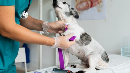 Sophia Yin, experta en comportamiento canino: “Muchos perros desarrollan una asociación negativa con la clínica veterinaria”