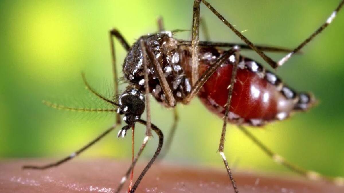Aedes aegypti. Foto: NA.