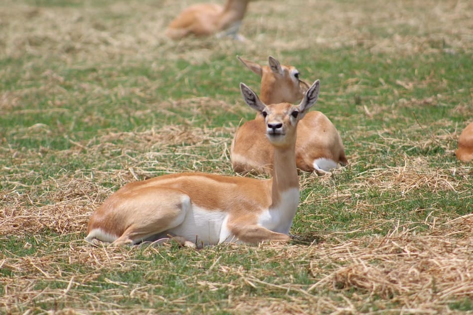 Guanaco. Foto: Unsplash.