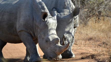 Rinoceronte blanco. Foto: Unsplash.