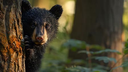 Oso de anteojos. Foto: Freepik
