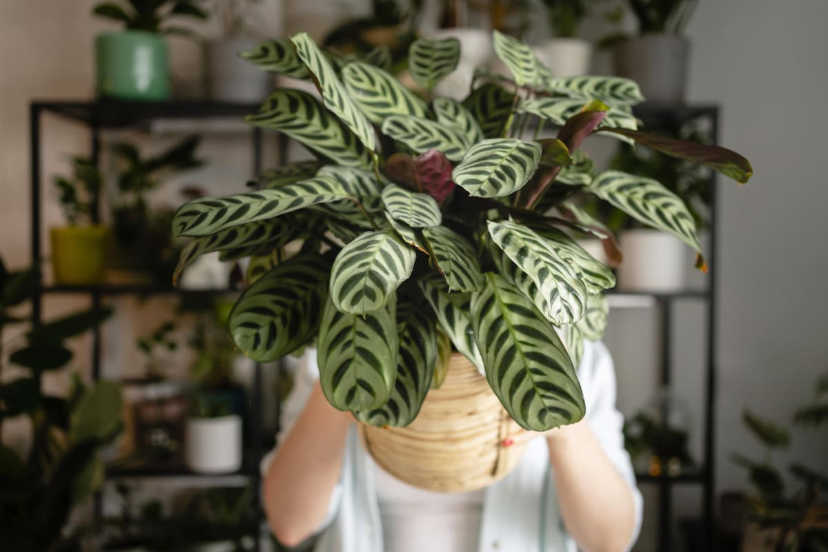 Plantas. Foto: Freepik.