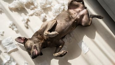 Qué significa que un perro siempre muestre la panza, según los expertos en comportamiento canino