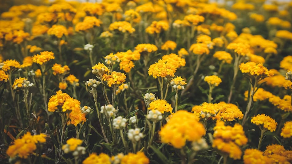 Flores Amarillas. Foto: Unsplash