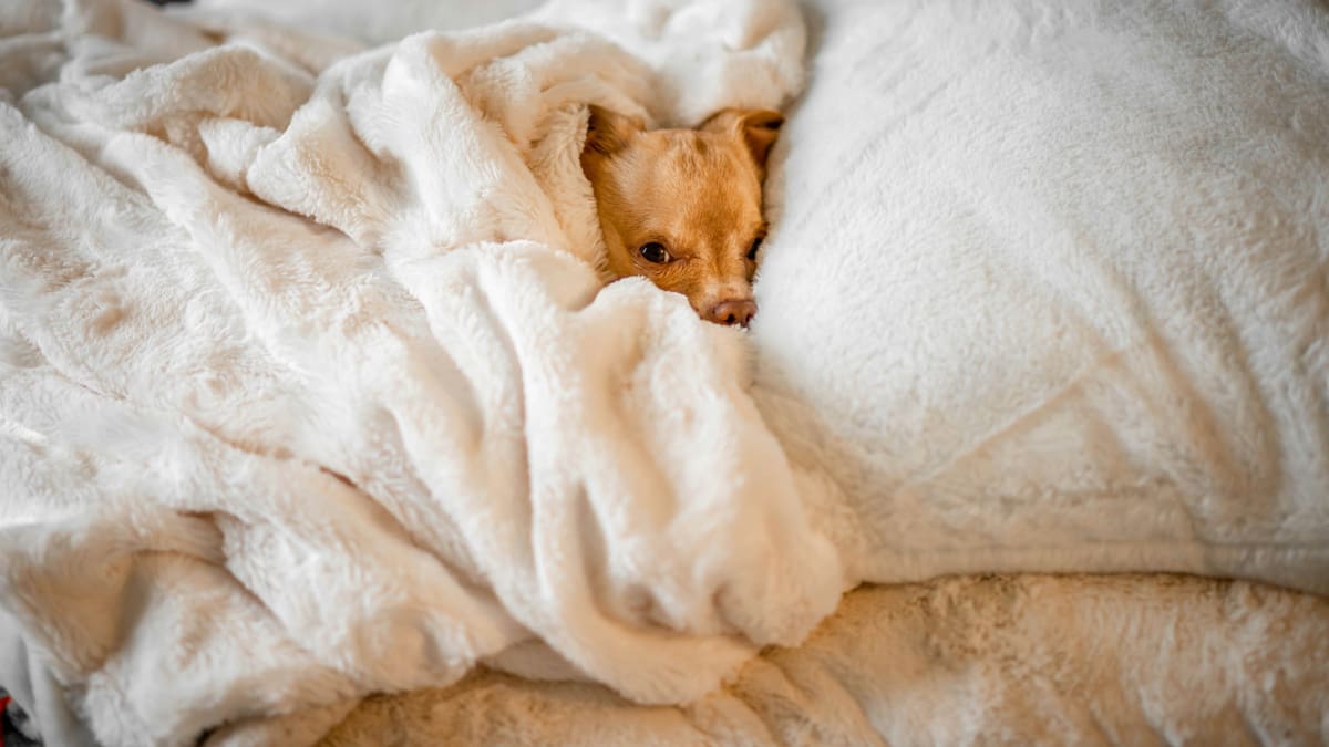 Por qué los perros deciden dormir en una almohada. Foto: Unsplash.