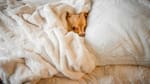 Por qué los perros eligen la almohada de su dueño para dormir, según los expertos en psicología canina