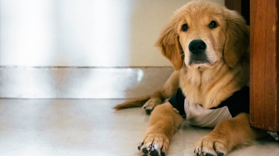Perro; mascota. Foto: Unsplash.