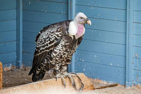 Buitre de Rüppell. Foto: Pexels.