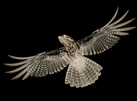 Urutaú, pájaro. foto: ebird.org