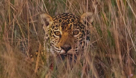 Registran un nuevo yaguareté en en Parques Iberá. Foto Instagram.