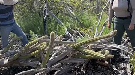 Una especie de cactus desaparece en EE.UU. Foto: captura de video.
