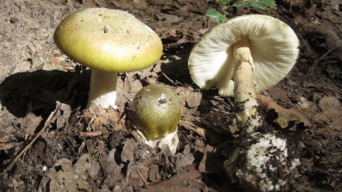 Hongo de la Muerte, especie venenosa