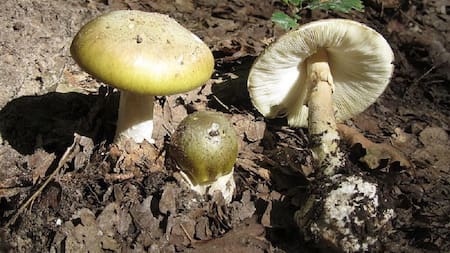 Hongo de la Muerte, especie venenosa