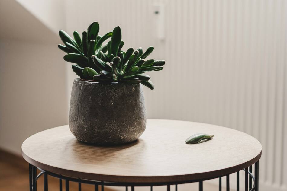 Plantas de interior. Fuente: Unsplash.
