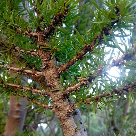Ligustro texano (Forestiera angustifolia). Foto: ecuador.inaturalist.org