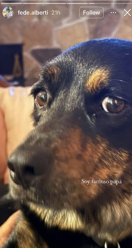 Así es la vida de Tito, el perro rescatado por Ricardo Darín. Foto fede.alberti