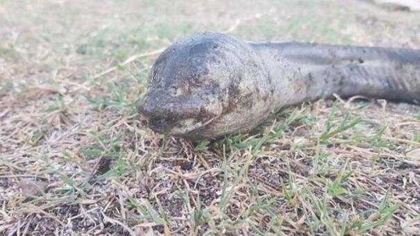 Conmoción en Carlos Paz por la aparición de una extraña criatura