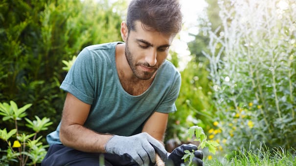 Para un jardín soñado: cómo revivir una planta moribunda y que crezca con mucha fuerza