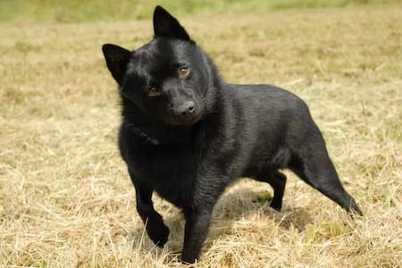 Raza de perro Schipperke. Foto: Hundeo.