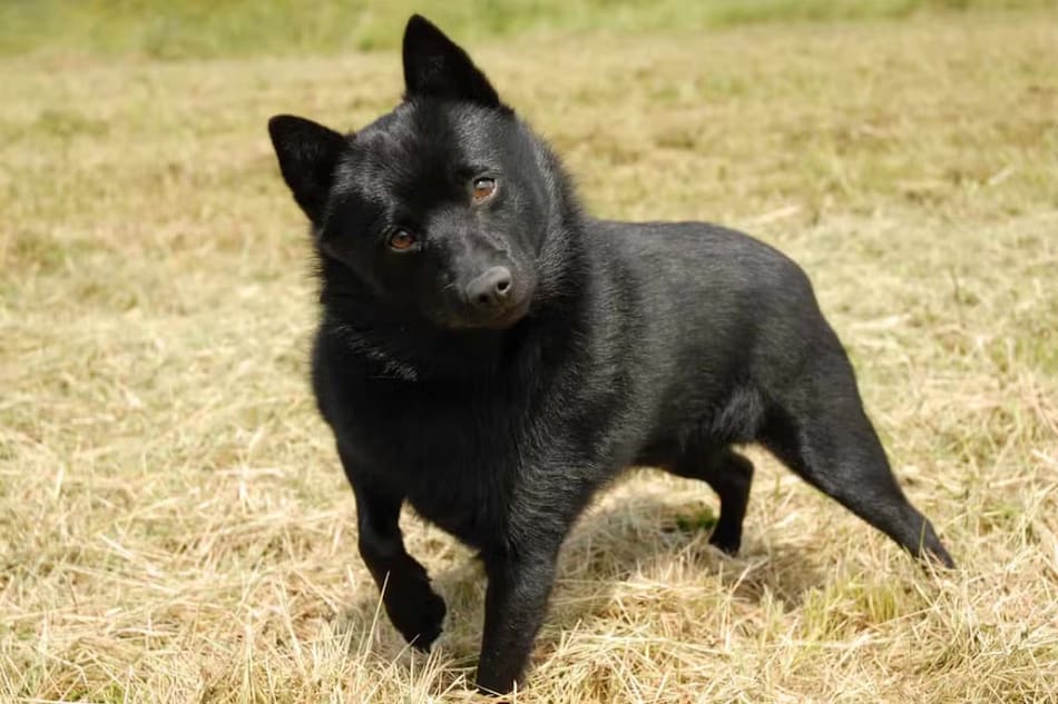 Raza de perro Schipperke. Foto: Hundeo.