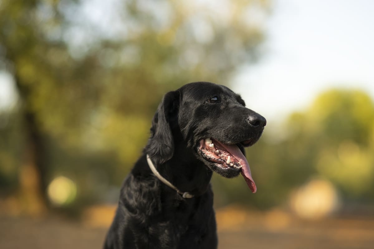 Perro; labrador; mascota.
