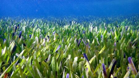 Planta Australia. Foto: NA.