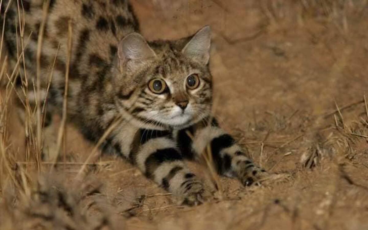 Gato patinegro. Foto: X