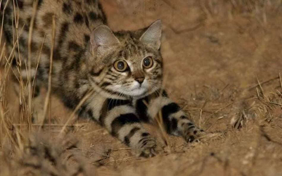 Gato patinegro. Foto: X