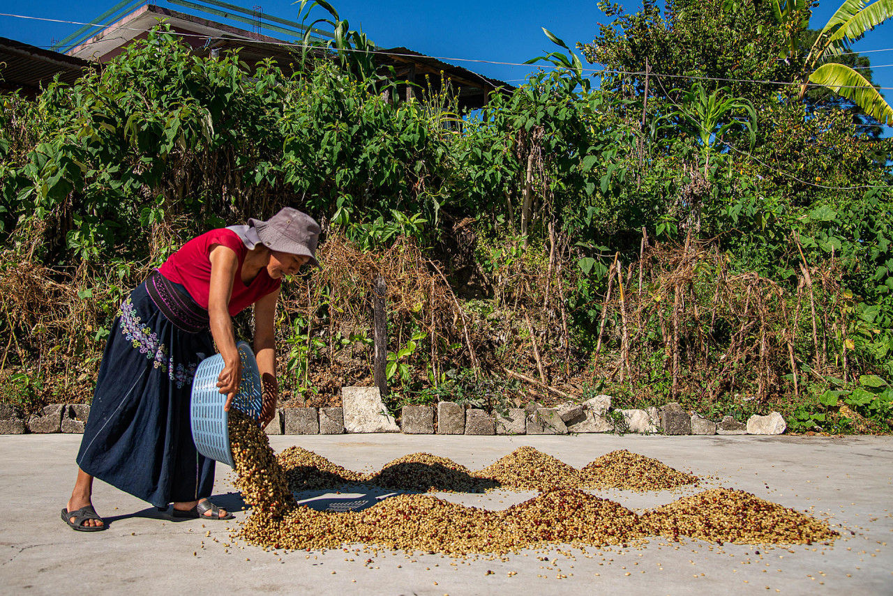 Cafetaleros del sur de México pierden hasta el 30 % de sus cosechas por crisis climática. Foto: EFE