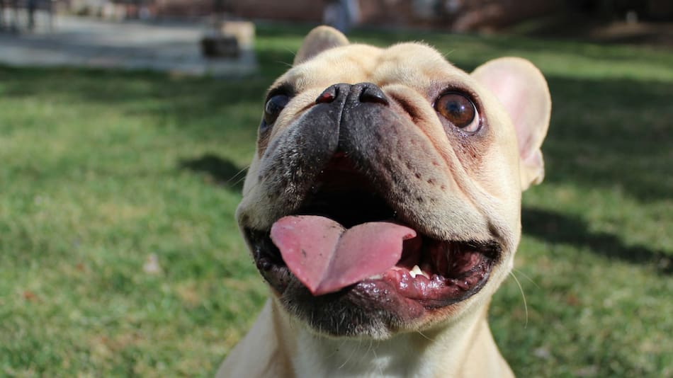 Bulldog francés. Foto: Unsplash.