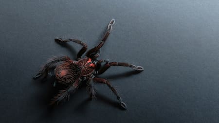 Araña. Foto: Unsplash
