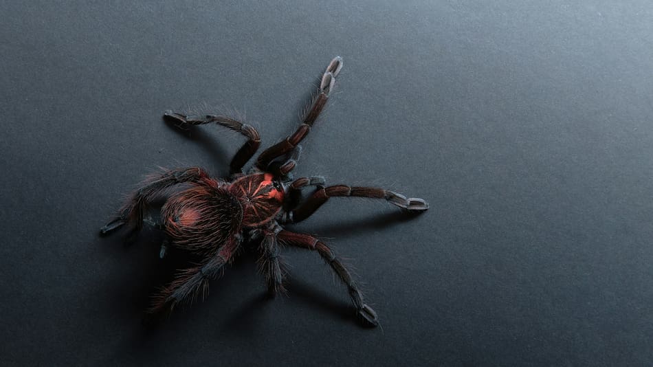 Araña. Foto: Unsplash