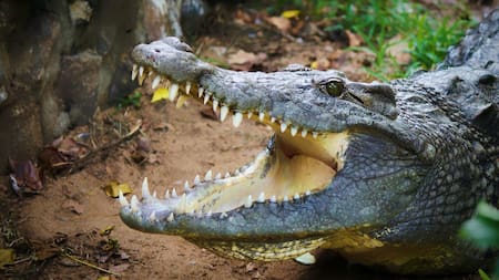 Tragedia en Estados Unidos: una mujer murió tras ser atacada por un caimán mientras paseaba a su perro