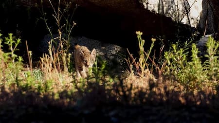 El lince ibérico pasó de estar "en peligro de extinción" a "vulnerable". Foto: Captura de video, EFE.