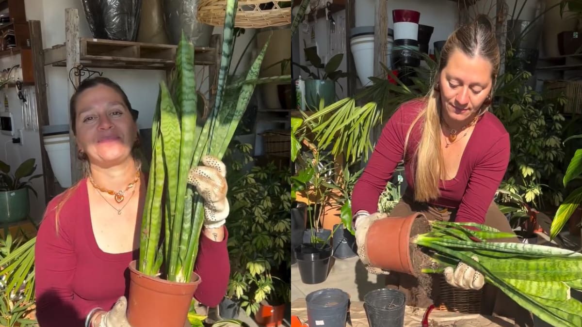 El método casero que se volvió furor en Instagram para multiplicar la lengua de suegra.