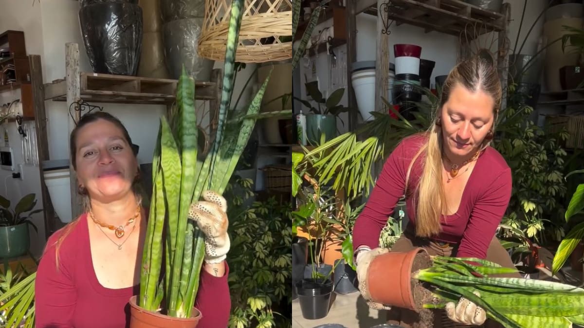 Lengua de suegra: el método casero que se volvió furor para multiplicar una de las plantas más resistentes del hogar