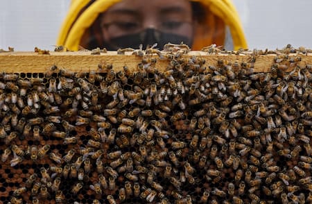 Investigación con abejas en Colombia. Foto: EFE.