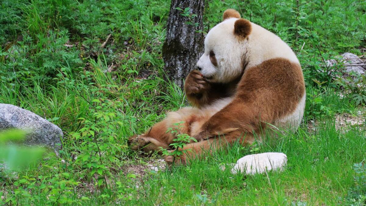 Panda pardo. Foto: X