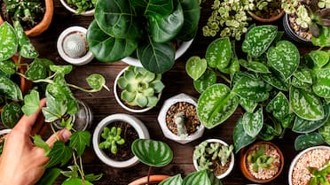 Plantas pet friendly: cuáles son las ideales para nuestras mascotas y fáciles de cuidar